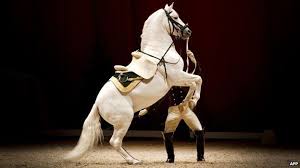 The New Year Tradition With A Dark History New Years Traditions Spanish Riding School New Year Concert