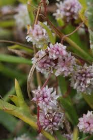 Image result for Cuscuta planiflora