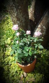 Rosier Miniature Roses Lavender Blooming Flowers Flower Beds Plants