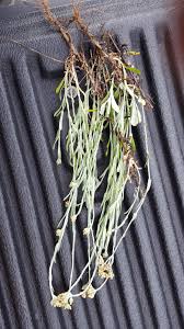 Image result for Helichrysum sulfureofuscum