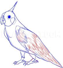 If you enjoyed this bird coloring page printable and are interested in more coloring pages then sign up to get on my list. How To Draw A Cockatiel Coloring Page Trace Drawing