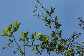 Image result for Maerua juncea