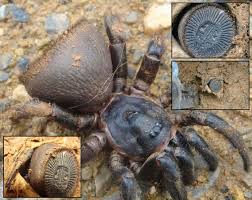 Cyclocosmia Wikipedia Vogelspinnen Spinne Insekten