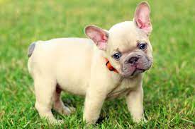 Lilac Sable French Bulldog Puppies Tomkings Kennel