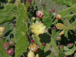 Image result for Opuntia monacantha