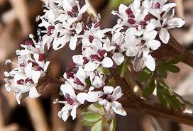 We did not find results for: First Pennsylvania Wildflowers You Re About To See Pennlive Com