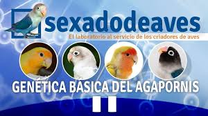 Find out everything to note before buying lovebirds immediately. Lovebirds Genetics Part Ii