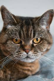 A cat