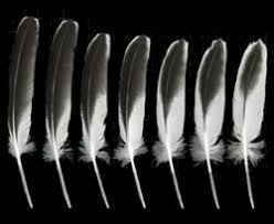 The Feather Atlas Feather Identification And Scans U S