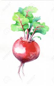 Beetroot Watercolor Hand Drawing Food Vegetables And Fruit Stock Photo Picture And Royalty Free Image Image 129354739 Contribute to rashevskyv/beetroot development by creating an account on github. beetroot watercolor hand drawing food vegetables and fruit