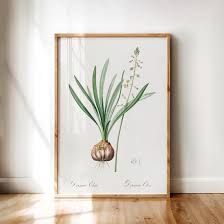 Image result for Drimia elata