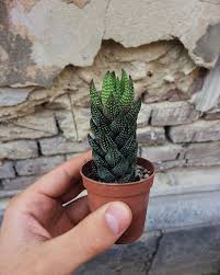 Jesus criticized for leaving his face covering behind in the tomb. Haworthia African Pearls Windowsill Garden Cacti And Succulents Succulents