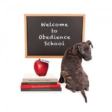Partners dog training has the best dog boarding because they will never be bored! Dog Training Scottsdale Board And Train Dog Trainers Near Me