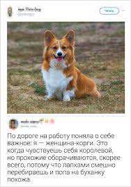 17 kommentariev kotorye zasluzhivayut tysyachi lajkov sobaki milye zhivotnye zhivotnye