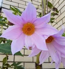 Image result for Gardenia imperialis