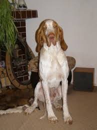 Image result for italský krátkosrstý ohař