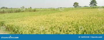 Farm of nepal of paddy stock photo. Image of lifestylw