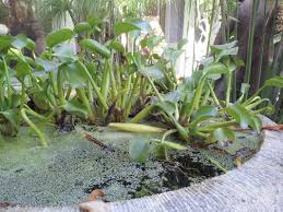 Help us ensure that everyone in the greater los angeles area has the opportunity to live a longer. Mickey Hargitay Plants Updated Covid 19 Hours Services 1089 Photos 615 Reviews Nurseries Gardening 1255 N Sycamore Ave Hollywood Los Angeles Ca Phone Number Yelp