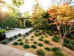 Use small and dwarf trees to add a point of interest, shade a patio small and dwarf ornamental trees benefit from spring fertilization. The Best Small Trees For Every Type Of Small Yard And Garden Sunset Sunset Magazine