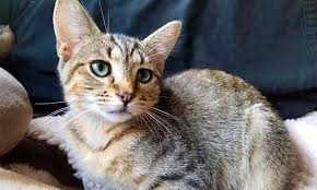 Felines synonyms, felines pronunciation, felines translation, english dictionary definition of felines. Want To Adopt A Pet Here Are 4 Fluffy Felines To Adopt Now In Chicago Cbs Chicago