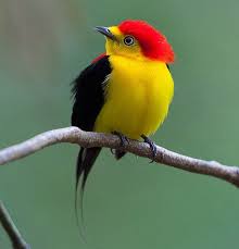 Bird On A Wire Movie Review Pin On Pticy