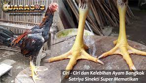 Blog ayam bangkok i informasi ayam bangkok super, ayam bangkok birma thailand vietnam. Ayam Suro Bantalan Mayit Cara Golden