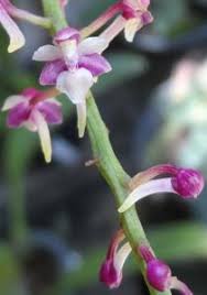 Image result for Schizochilus sulphureus