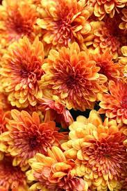 Tinywhitedaisies Beautiful Flowers Orange Flowers Flowers