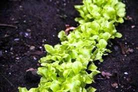 Damit ihr gemüse so schön wächst, muss es richtig angepflanzt werden. Nachfolge Gemuse Anpflanzen Wie Man Die Nachfolge Pflanzt Im Garten Verwendet Haenselblatt Com