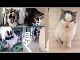 Pin On Pets Animals