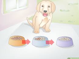 how to feed a dog with pictures