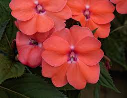 Image result for Impatiens salpinx