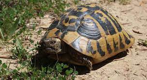 The Best Substrate And Bedding For A Hermann Tortoise Turtleowner Com