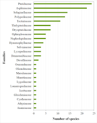 Image result for Selaginella cathedrifolia