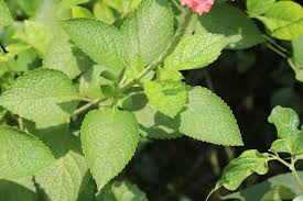 Image result for Stachytarpheta mutabilis