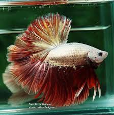 Dsc08898 Betta Fish Betta Fish Care Breeding Betta Fish