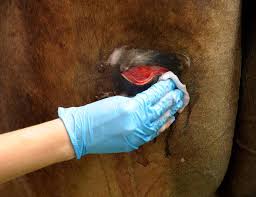 A wound is a break or opening in the skin. From Sterilization To Stitches Handling Horse Wounds The Horse