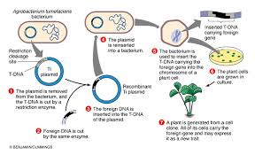 But here, if the recipient organism is a plant. How Are Organisms Genetically Modified