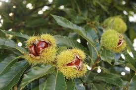 Chestnut trees make an attractive, durable timber and produce large, sweet nuts. Sweet Chestnuts Facts And Health Benefits