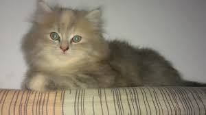 Apakah kamu tahu jenis kucing yang satu ini? Kucing Persia Kitten Belle Cat S