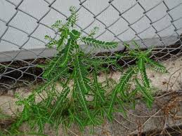 Image result for Phyllanthus fraternus
