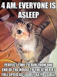 Details About Funny Cat Meme 4 Am Fridge Magnet 5 X 3 5 Goruntuler Ile Magnet