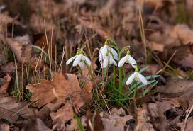 Snowdrop provides the perfect canvas for game developers to paint the games of the future. Snowdrops Galanthus Nivalis