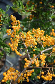 Image result for Pyracantha coccinea soleil d'or