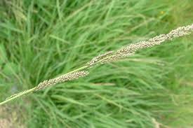 Image result for Sporobolus natalensis