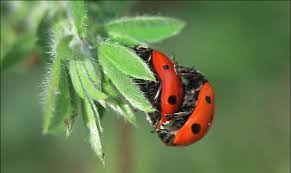 You all are again welcome here at kuchkhastech.info. Lni Ladybug Gif On Gifer By Fauran
