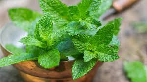 Mint Oil Mentha Oil Prices Down In Morning Deals The