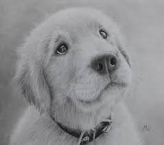 Follow along with us and learn how to draw a golden retriever! The Pensive Puppy Pencil Drawing Of A Golden Retriever Miroslav Sunjkic Pencil Drawings