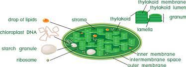 Essential for plant growth and development —nitrate. Chloroplast Structure And Function In Detail With Labelled Diagram