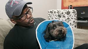 The scars run deep: Shi Tzu survives pit bull attack in Taunton's Weir  neighborhood